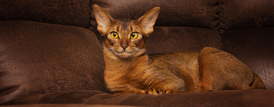 Abyssinian Cats