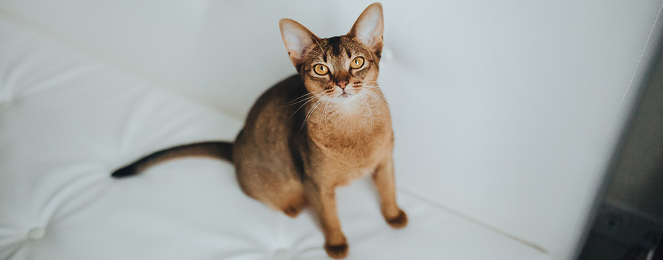 Abyssinian cat