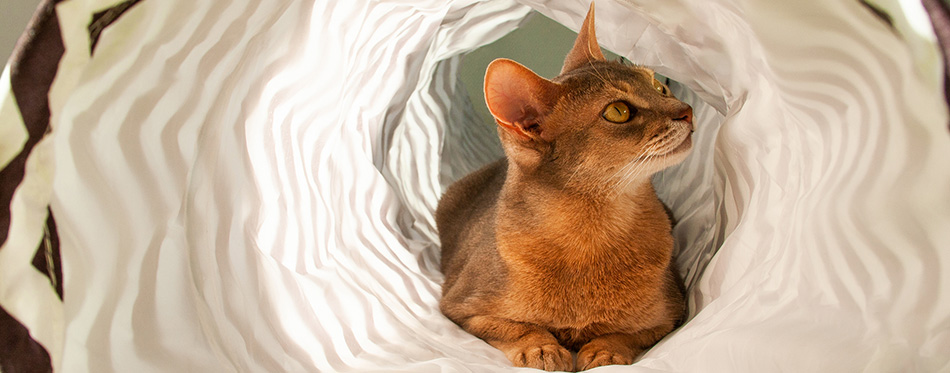 Abyssinian cat playing