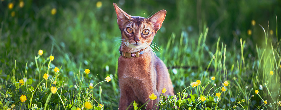 Abyssinian cat with a collar