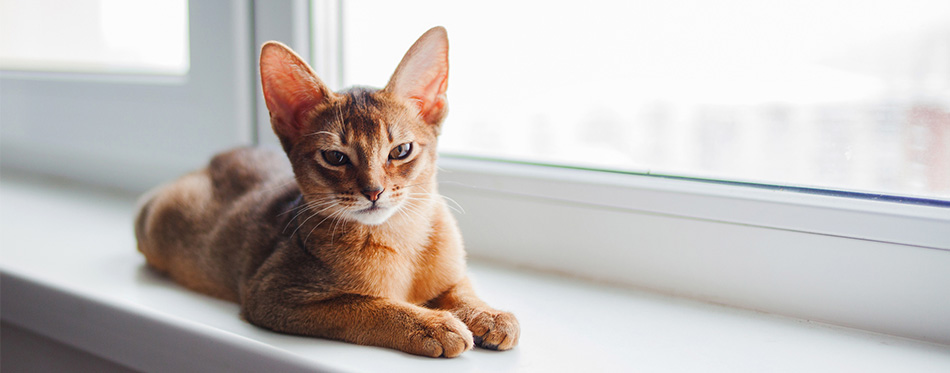 Abyssinian kitten lying