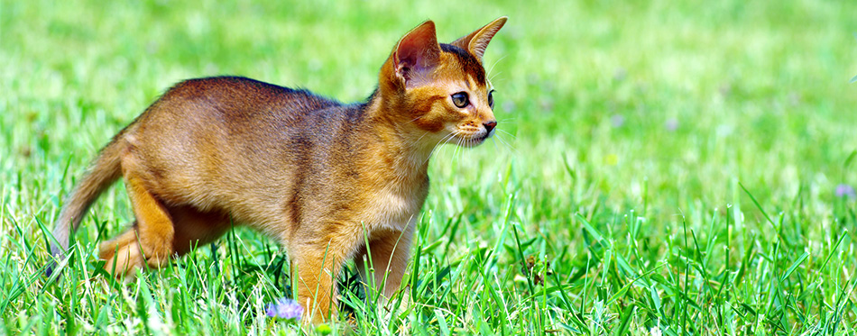 Abyssinian kitten 