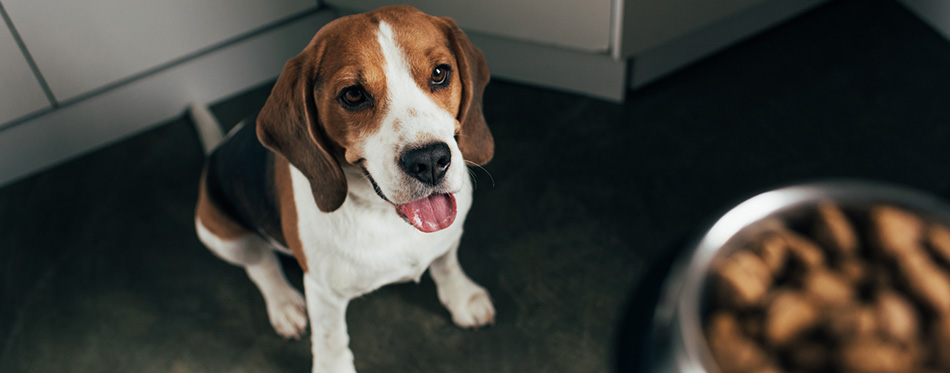 Adorable beagle dog looking at bowl with pet food 