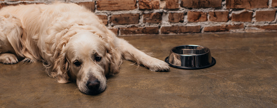 Adorable golden retriever lying near bowl and brick wall a