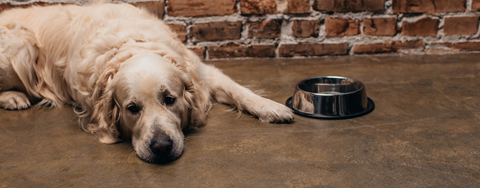 Adorable golden retriever lying near bowl and brick wall at home