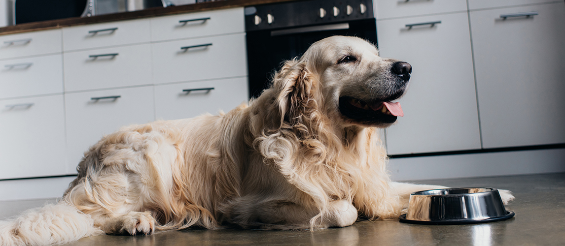 Adorable golden retriever lying near metal bowl at home in kitch
