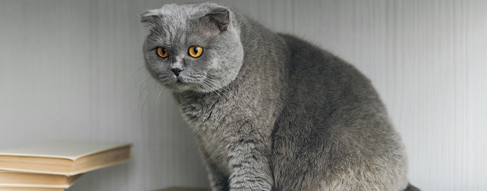 Adorable scottish fold cat sitting on bookshelf