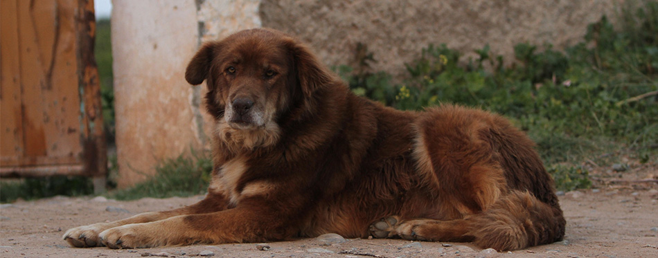 Aidi (Atlas Mountain Dog)