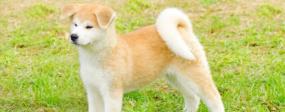 Akita Inu