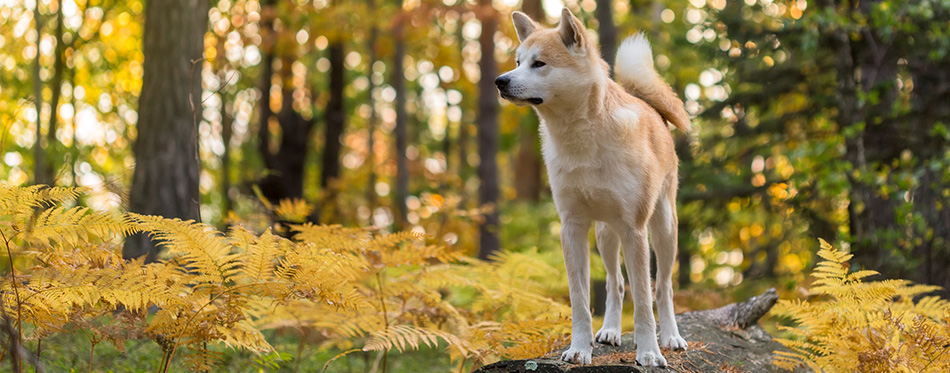 Akita in the woods