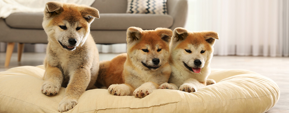 Akita puppies