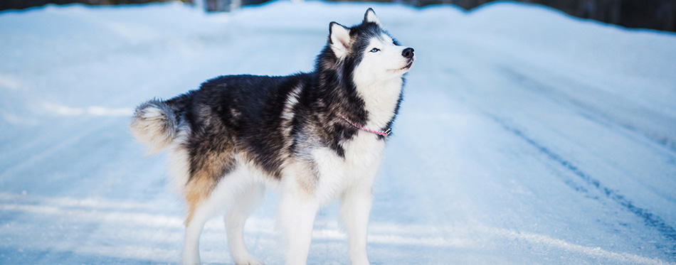 Alaskan malamute standing on snowy road at winter 