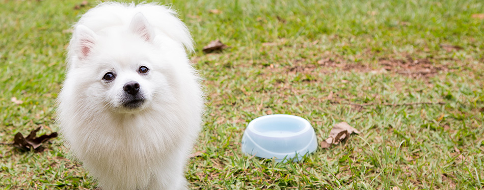 American Eskimo Dog