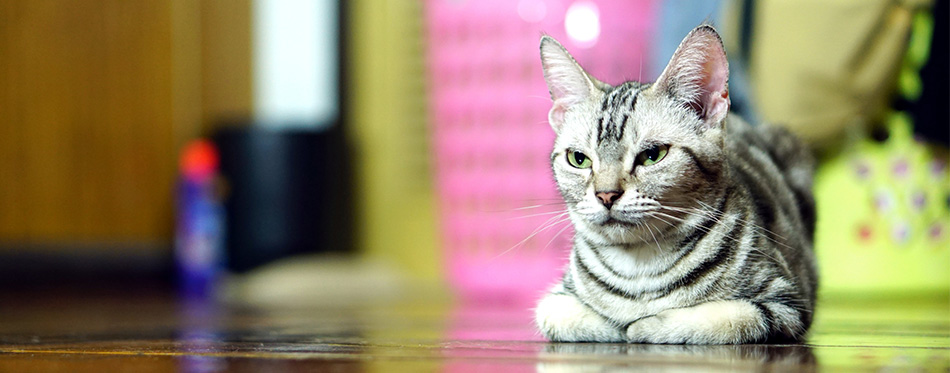 American Shorthair Cats