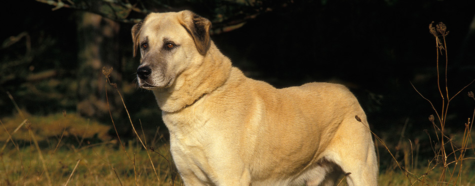 Anatolian Shepherd Dog or Coban Kopegi, Male