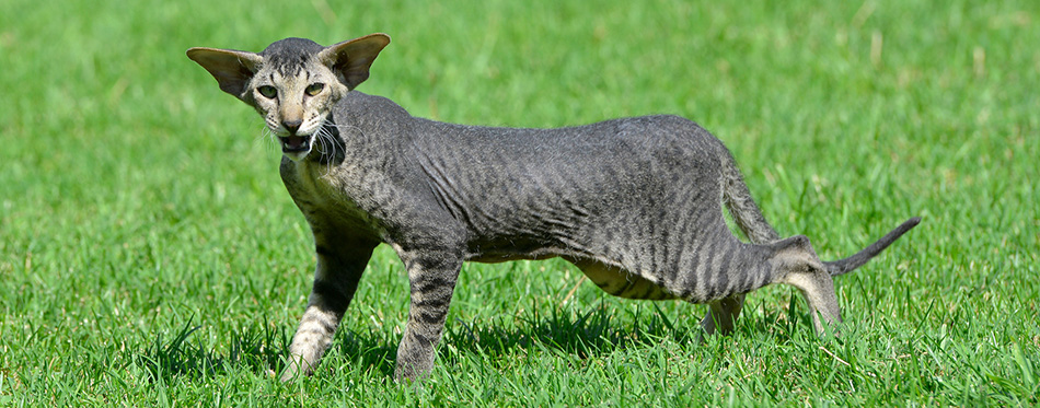 Angry Oriental cat