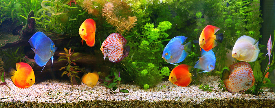 Aquarium with fish