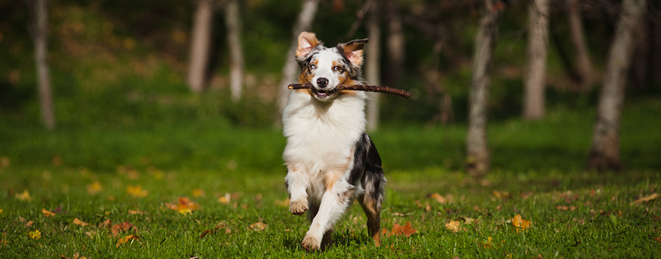 Australian Shepherd