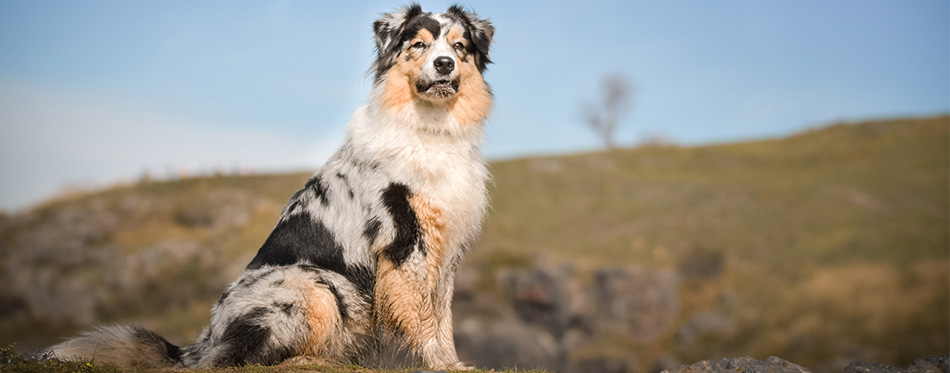 Australian Shepherd