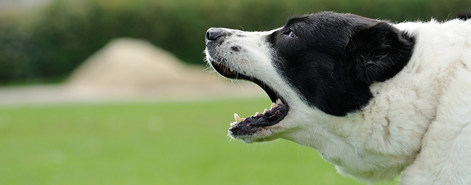 Barking dog on the green blurred background