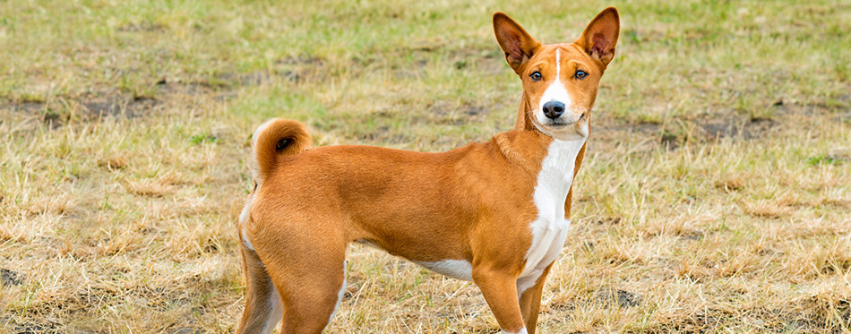 Basenji