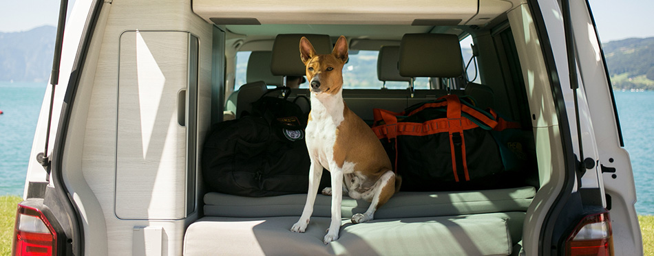 Basenji