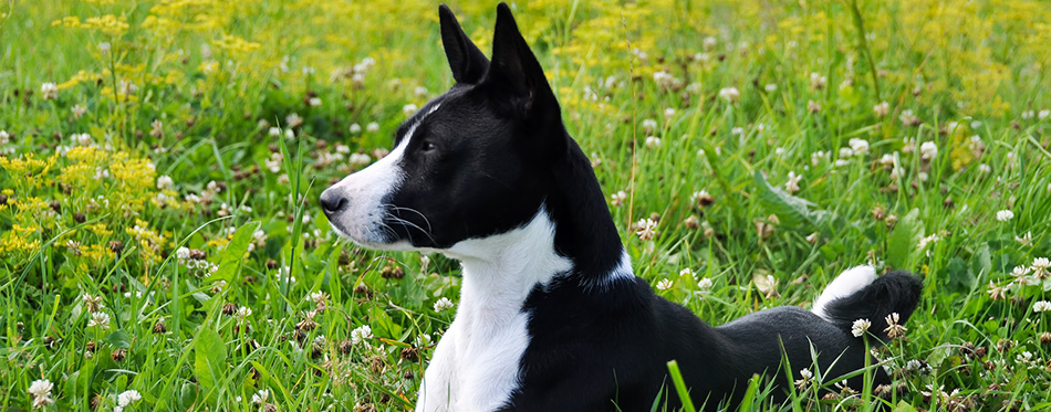 Basenji black dog on the grass