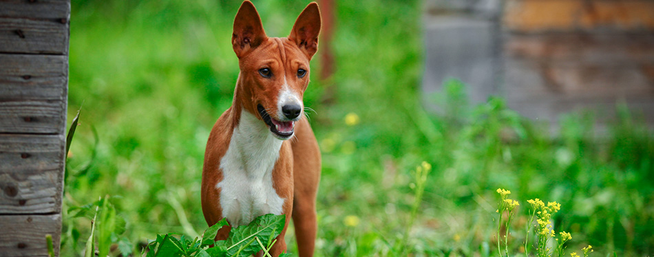 Basenji looks.