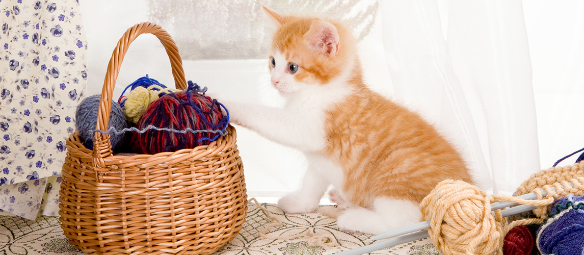 Basket of wool