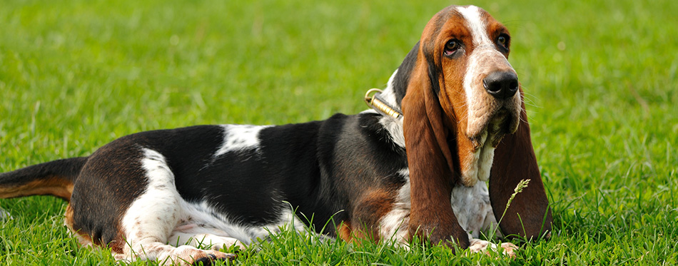 Basset Hound