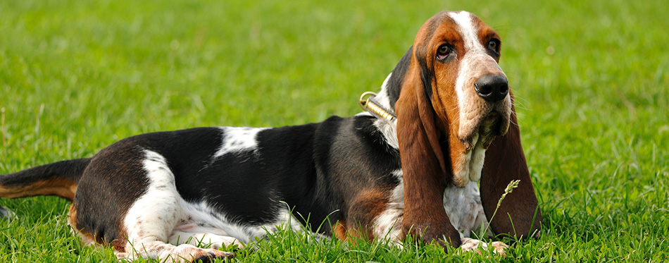 Basset Hound