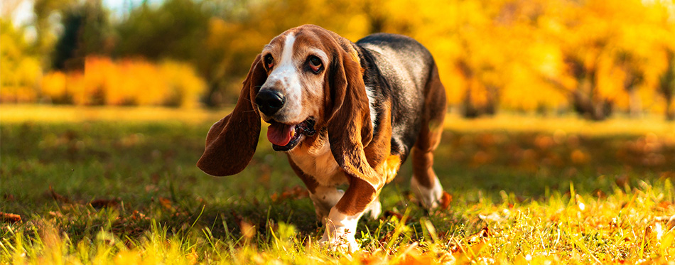 Basset Hound