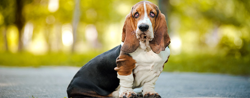 Basset Hounds