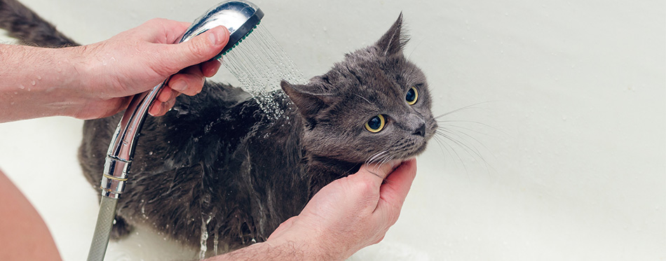 Bathing a gray cat