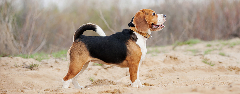 Beagle