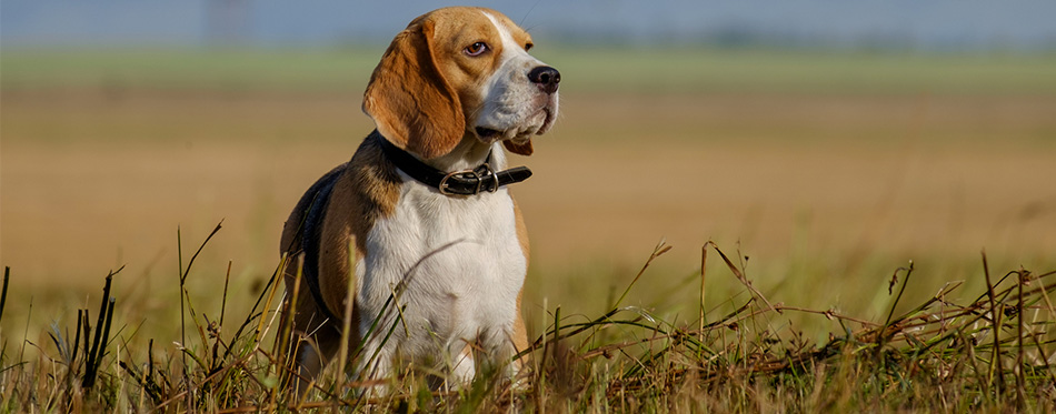 Beagle