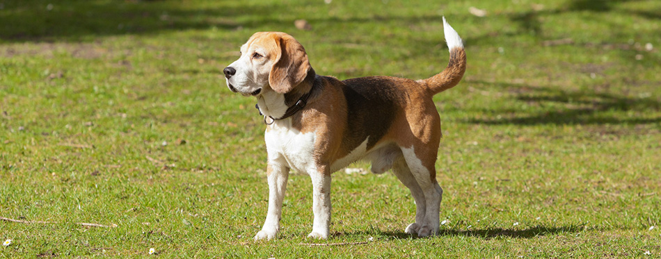 Beagle