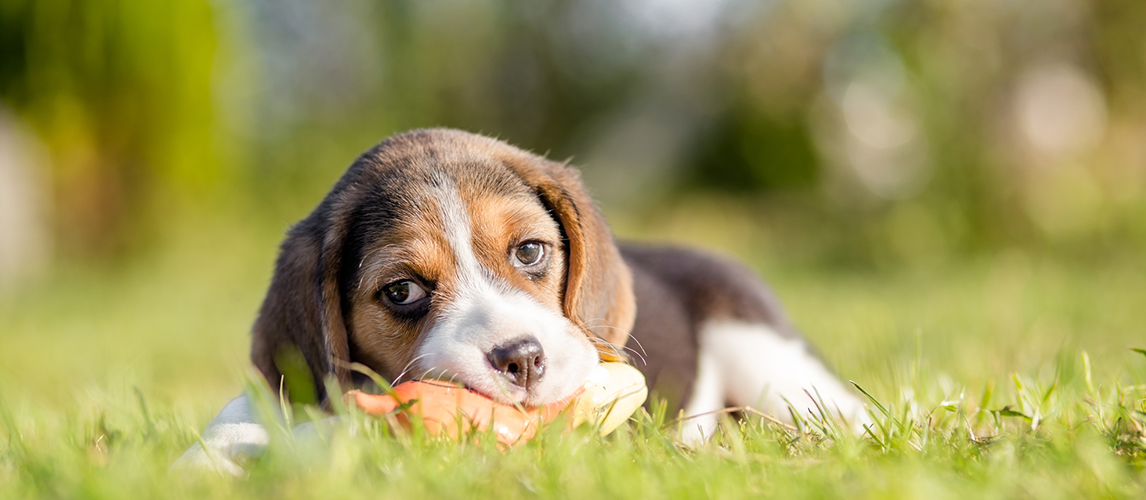 Beagle Is Playing With The Toy