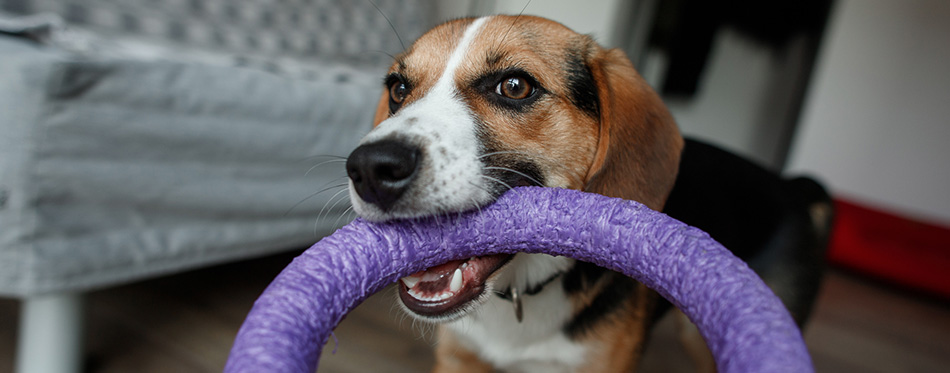 Beagle breed dog is playing with toys