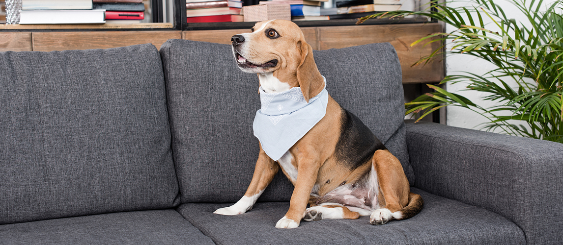 Beagle dog in bandana