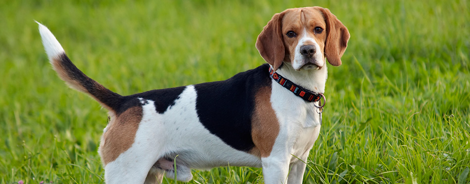 Beagle on meadow
