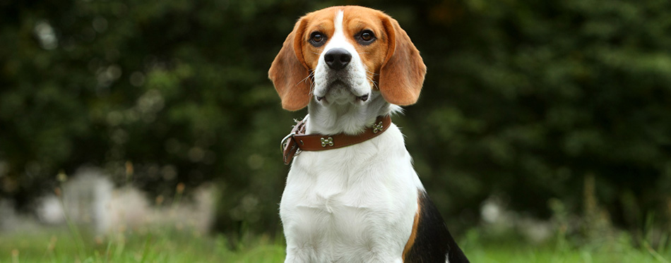 Beagle puppy on grass