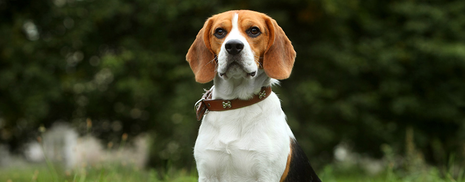 Beagle puppy on grass