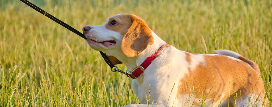 Beagle puppy