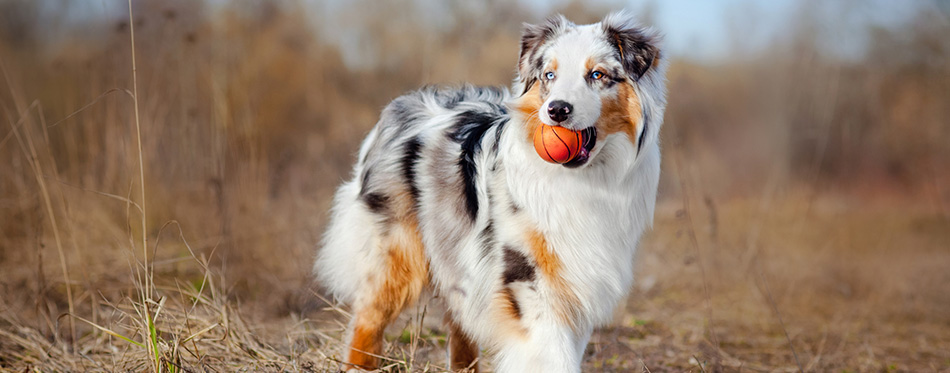 Beautiful Australian Shepherd walking