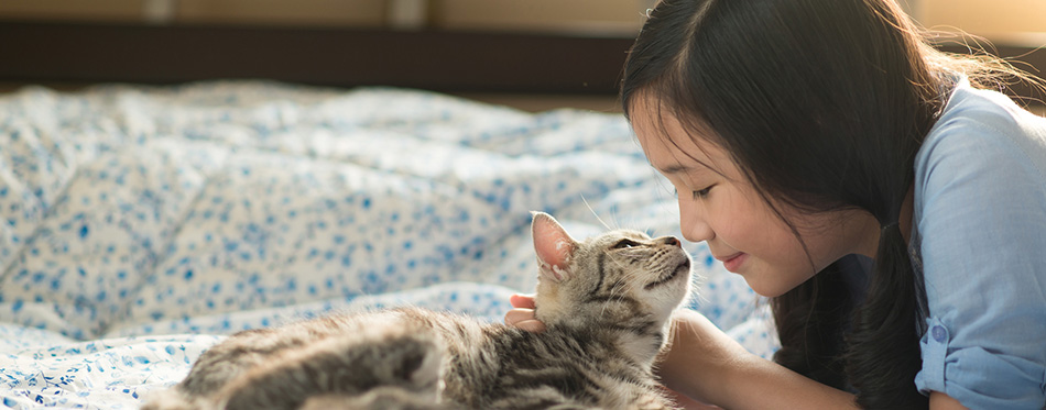 Beautiful asian girl kissing american shorthair cat