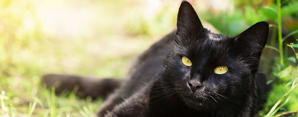 Beautiful bombay black cat portrait with yellow eyes