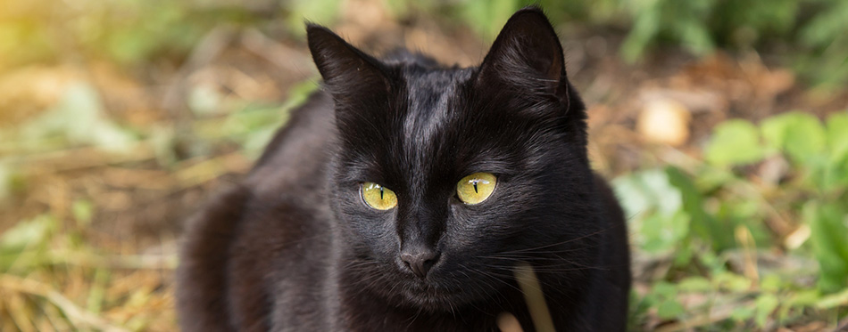 Beautiful bombay black cat 