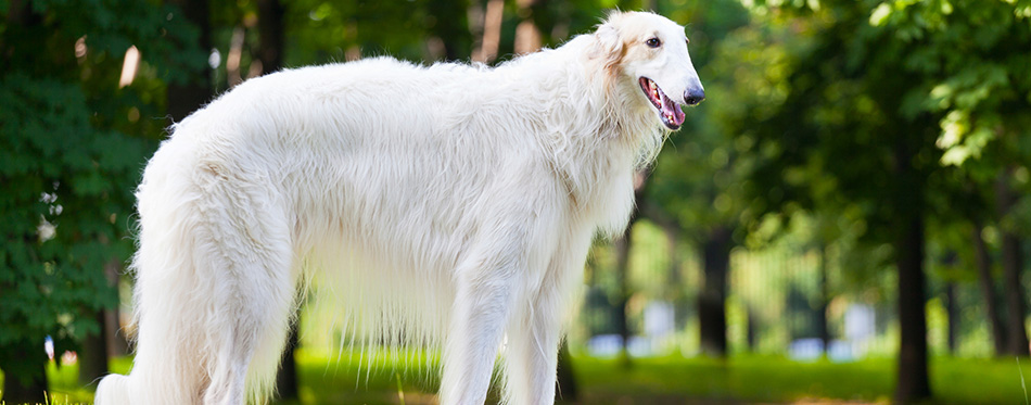 Beautiful dog breed Russian Borzoi standing