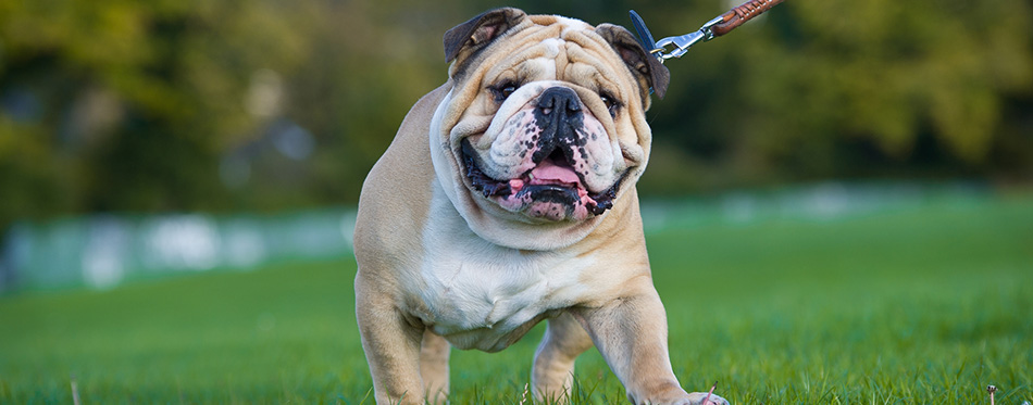 Beautiful dog english bulldog outdoors walking